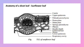 Anatomy of a dicot leaf - Sunflower leaf
 