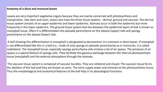 Anatomy of a dicot and monocot leaves
Leaves are very important vegetative organs because they are mainly concerned with photosynthesis and
transpiration. Like stem and roots, leaves also have the three tissue systems - dermal, ground and vascular. The dermal
tissue system consists of an upper epidermis and lower epidermis. Stomata occur in both the epidermis but more
frequently in the lower epidermis. The ground tissue system that lies between the epidermal layers of leaf is known as
mesophyll tissue. Often it is differentiated into palisade parenchyma on the adaxial (upper) side and spongy
parenchyma on the abaxial (lower) side.
A leaf showing this differentiation in mesophyll is designated as dorsiventral. It is common in dicot leaves. If mesophyll
is not differentiated like this in a leaf (i.e., made of only spongy or palisade parenchyma) as in monocots, it is called
isobilateral. The mesophyll tissue, especially spongy parenchyma cells enclose a lot of air spaces. The presence of air
spaces is a special feature of spongy cells. They facilitate the gaseous exchange between the internal photosynthetic
tissue (mesophyll) and the external atmosphere through the stomata.
The vascular tissue system is composed of vascular bundles. They are collateral and closed. The vascular tissue forms
the skeleton of the leaf and they are known as veins. The veins supply water and minerals to the photosynthetic tissue.
Thus the morphological and anatomical features of the leaf help in its physiological functions.
 