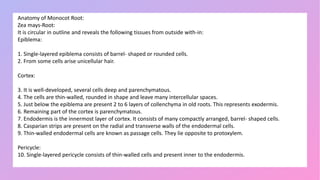 Anatomy of Monocot Root:
Zea mays-Root:
It is circular in outline and reveals the following tissues from outside with-in:
Epiblema:
1. Single-layered epiblema consists of barrel- shaped or rounded cells.
2. From some cells arise unicellular hair.
Cortex:
3. It is well-developed, several cells deep and parenchymatous.
4. The cells are thin-walled, rounded in shape and leave many intercellular spaces.
5. Just below the epiblema are present 2 to 6 layers of collenchyma in old roots. This represents exodermis.
6. Remaining part of the cortex is parenchymatous.
7. Endodermis is the innermost layer of cortex. It consists of many compactly arranged, barrel- shaped cells.
8. Casparian strips are present on the radial and transverse walls of the endodermal cells.
9. Thin-walled endodermal cells are known as passage cells. They lie opposite to protoxylem.
Pericycle:
10. Single-layered pericycle consists of thin-walled cells and present inner to the endodermis.
 