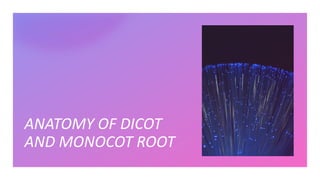 ANATOMY OF DICOT
AND MONOCOT ROOT
 