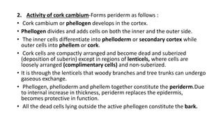 2. Activity of cork cambium-Forms periderm as follows :
• Cork cambium or phellogen develops in the cortex.
• Phellogen divides and adds cells on both the inner and the outer side.
• The inner cells differentiate into phelloderm or secondary cortex while
outer cells into phellem or cork.
• Cork cells are compactly arranged and become dead and suberized
(deposition of suberin) except in regions of lenticels, where cells are
loosely arranged (complimentary cells) and non-suberized.
• It is through the lenticels that woody branches and tree trunks can undergo
gaseous exchange.
• Phellogen, phelloderm and phellem together constitute the periderm.Due
to internal increase in thickness, periderm replaces the epidermis,
becomes protective in function.
• All the dead cells lying outside the active phellogen constitute the bark.
 