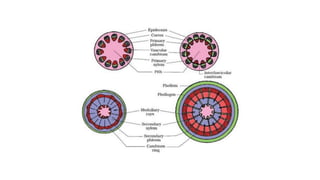 Anatomy of dicot and monocot stem