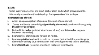 STEM :
• Shoot system is an aerial and erect part of plant body which grows upwards.
• It isusually above the soil and develops from plumule of the embryo.
Characteristics of Stem:
i. Arises as a prolongation of plumule (one end of an embryo).
ii. Grows and bends towards light (positively phototropic) and away from gravity
(negatively geotropic).
iii. Divided into nodes (point of attachment of leaf) and internodes (regions
between two nodes).
iv. Bears leaves, branches and flowers on nodes.
v. Bears vegetative buds which could be terminal (apical bud) for plant to grow
upwards or axillary (bud in the axil of leaf) which give rise to lateral branches.
vi. Bears floral buds (terminal or axillary) that grow into flowers.
 