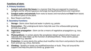 Functions of stem:
A. Primary functions:
i. Support and orient the leaves in a manner that they are exposed to maximum
sunlight and for efficient gaseous exchange during photosynthesis and respiration
ii. Conduct water and minerals from roots to leaves and manufactured food from leaves
to different parts of the plant.
iii. Bear flowers and fruits.
B. Secondary Functions:
i. Storage - Stems store food and water in plants e.g. potato
ii. Perennation - The underground stems help tide over the unfavourable growing
periods e.g. ginger.
iii. Vegetative propagation - Stem can be a means of vegetative propagation e.g. rose,
sugar cane.
iv. Photosynthesis- in certain plants like xerophytes (desert plants) where leaves are
reduced, the stem takes up the function of photosynthesis. These stems posses
chlorophyll e.g. Opuntia
v. Protection- In some plants the axillary bud modifies into thorn and protects the plants
from animals e.g. citrus, Darranta.
vi. Climbing - Tendrils or hooks are modified branches or buds. They coil around the
support and help the plant to climb e.g. grape vine
 