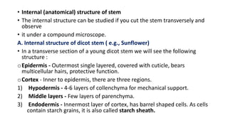 • Internal (anatomical) structure of stem
• The internal structure can be studied if you cut the stem transversely and
observe
• it under a compound microscope.
A. Internal structure of dicot stem ( e.g., Sunflower)
• In a transverse section of a young dicot stem we will see the following
structure :
oEpidermis - Outermost single layered, covered with cuticle, bears
multicellular hairs, protective function.
oCortex - Inner to epidermis, there are three regions.
1) Hypodermis - 4-6 layers of collenchyma for mechanical support.
2) Middle layers - Few layers of parenchyma.
3) Endodermis - Innermost layer of cortex, has barrel shaped cells. As cells
contain starch grains, it is also called starch sheath.
 