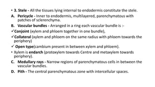 • 3. Stele - All the tissues lying internal to endodermis constitute the stele.
A. Pericycle - Inner to endodermis, multilayered, parenchymatous with
patches of sclerenchyma.
B. Vascular bundles - Arranged in a ring each vascular bundle is :-
Conjoint (xylem and phloem together in one bundle),
Collateral (xylem and phloem on the same radius with phloem towards the
periphery)
 Open type(cambium present in between xylem and phloem).
• Xylem is endarch (protoxylem towards Centre and metaxylem towards
periphery).
C. Medullary rays - Narrow regions of parenchymatous cells in between the
vascular bundles.
D. Pith - The central parenchymatous zone with intercellular spaces.
 