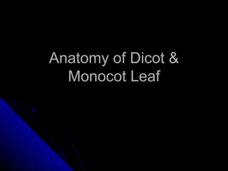 Anatomy of Dicot &
  Monocot Leaf
 