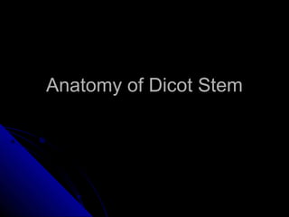 Anatomy of Dicot Stem
 