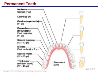 ANATOMY OF Digestive.pdf