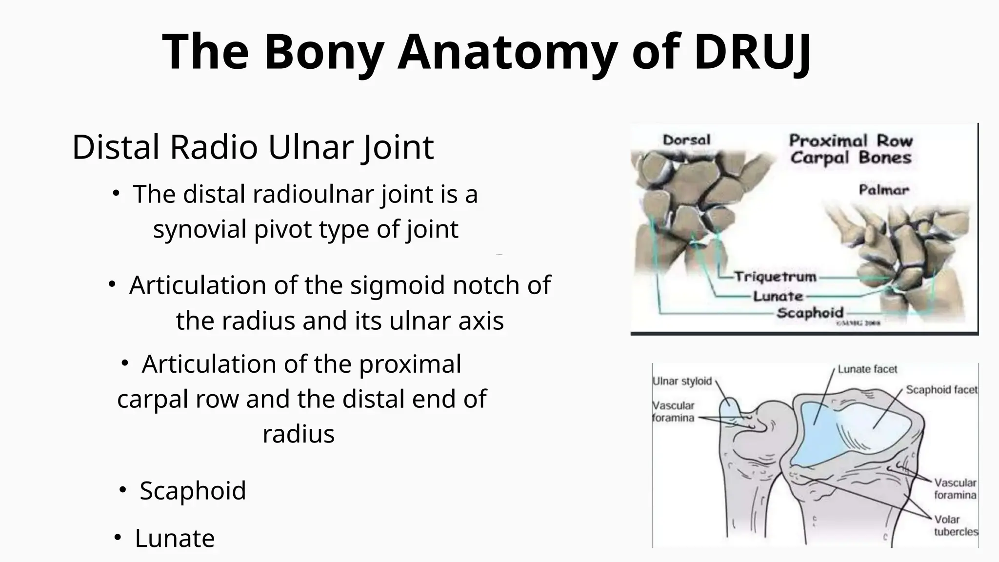 Anatomy Of Distal Radioulnar Joint And Its Function PPTX