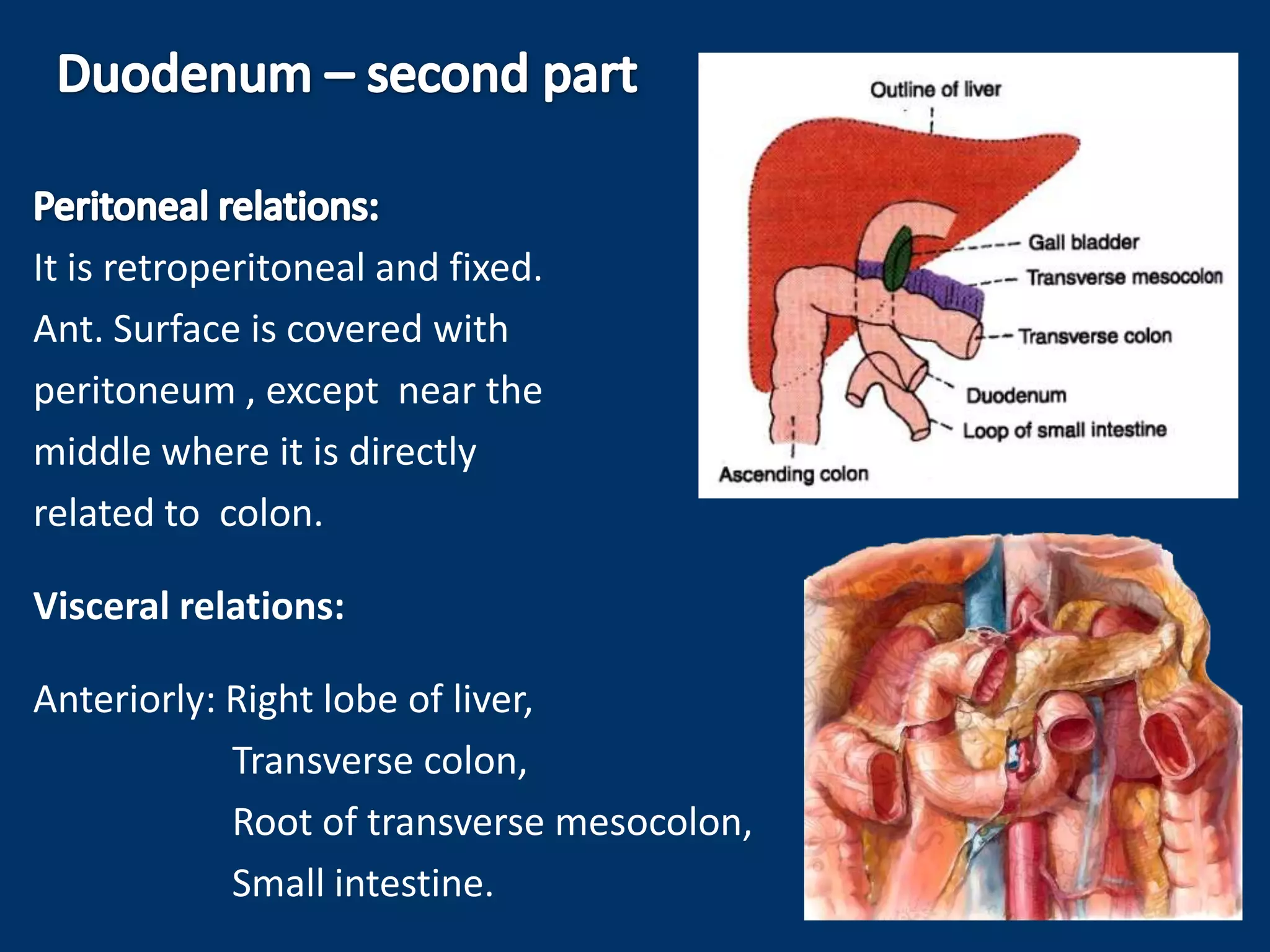 It is retroperitoneal and fixed.
Ant. Surface is covered with
peritoneum , except near the
middle where it is directly
related to colon.
Visceral relations:
Anteriorly: Right lobe of liver,
Transverse colon,
Root of transverse mesocolon,
Small intestine.
 