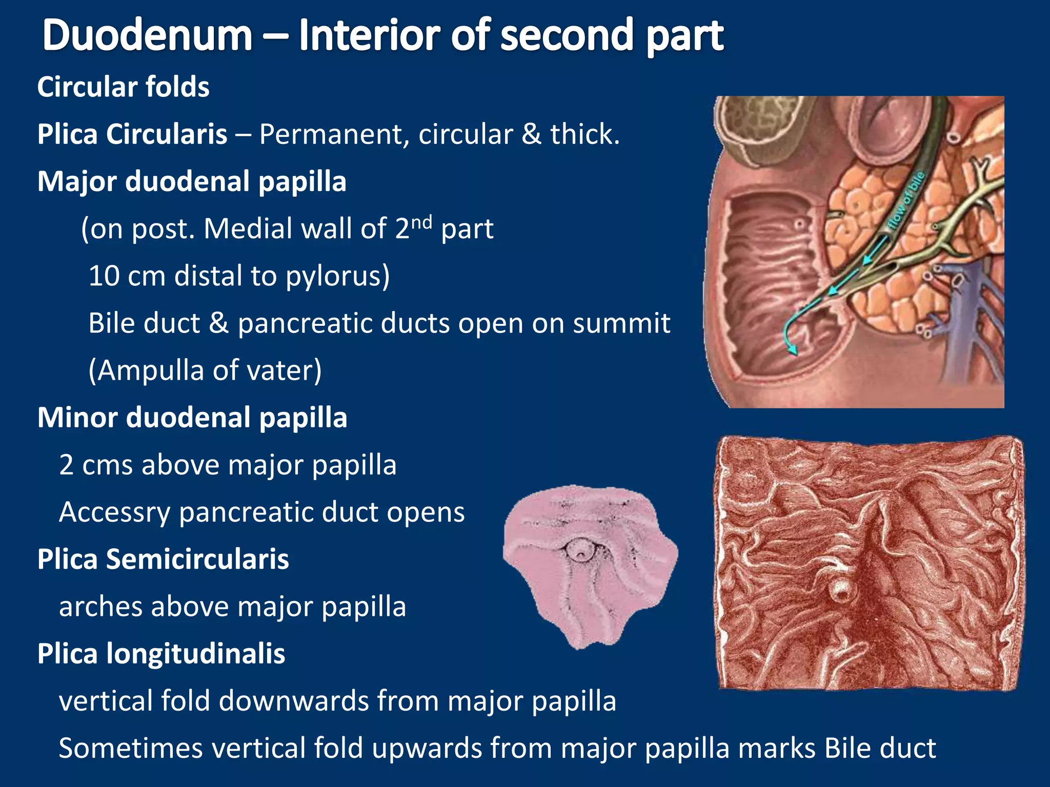 Circular folds
Plica Circularis – Permanent, circular & thick.
Major duodenal papilla
(on post. Medial wall of 2nd part
10 cm distal to pylorus)
Bile duct & pancreatic ducts open on summit
(Ampulla of vater)
Minor duodenal papilla
2 cms above major papilla
Accessry pancreatic duct opens
Plica Semicircularis
arches above major papilla
Plica longitudinalis
vertical fold downwards from major papilla
Sometimes vertical fold upwards from major papilla marks Bile duct
 