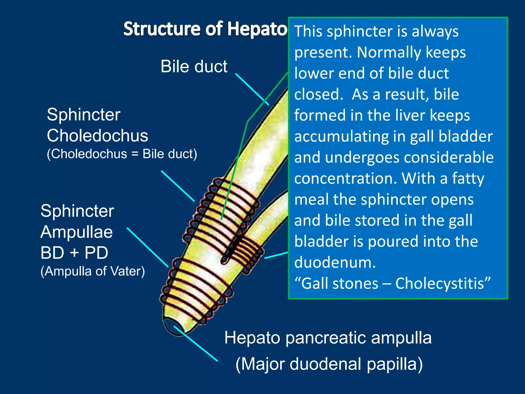Bile duct
Pancreatic duct
Sphincter pancreaticus
Sphincter
Ampullae
BD + PD
(Ampulla of Vater)
Hepato pancreatic ampulla
Sphincter
Choledochus
(Choledochus = Bile duct)
This sphincter is always
present. Normally keeps
lower end of bile duct
closed. As a result, bile
formed in the liver keeps
accumulating in gall bladder
and undergoes considerable
concentration. With a fatty
meal the sphincter opens
and bile stored in the gall
bladder is poured into the
duodenum.
“Gall stones – Cholecystitis”
(Major duodenal papilla)
 