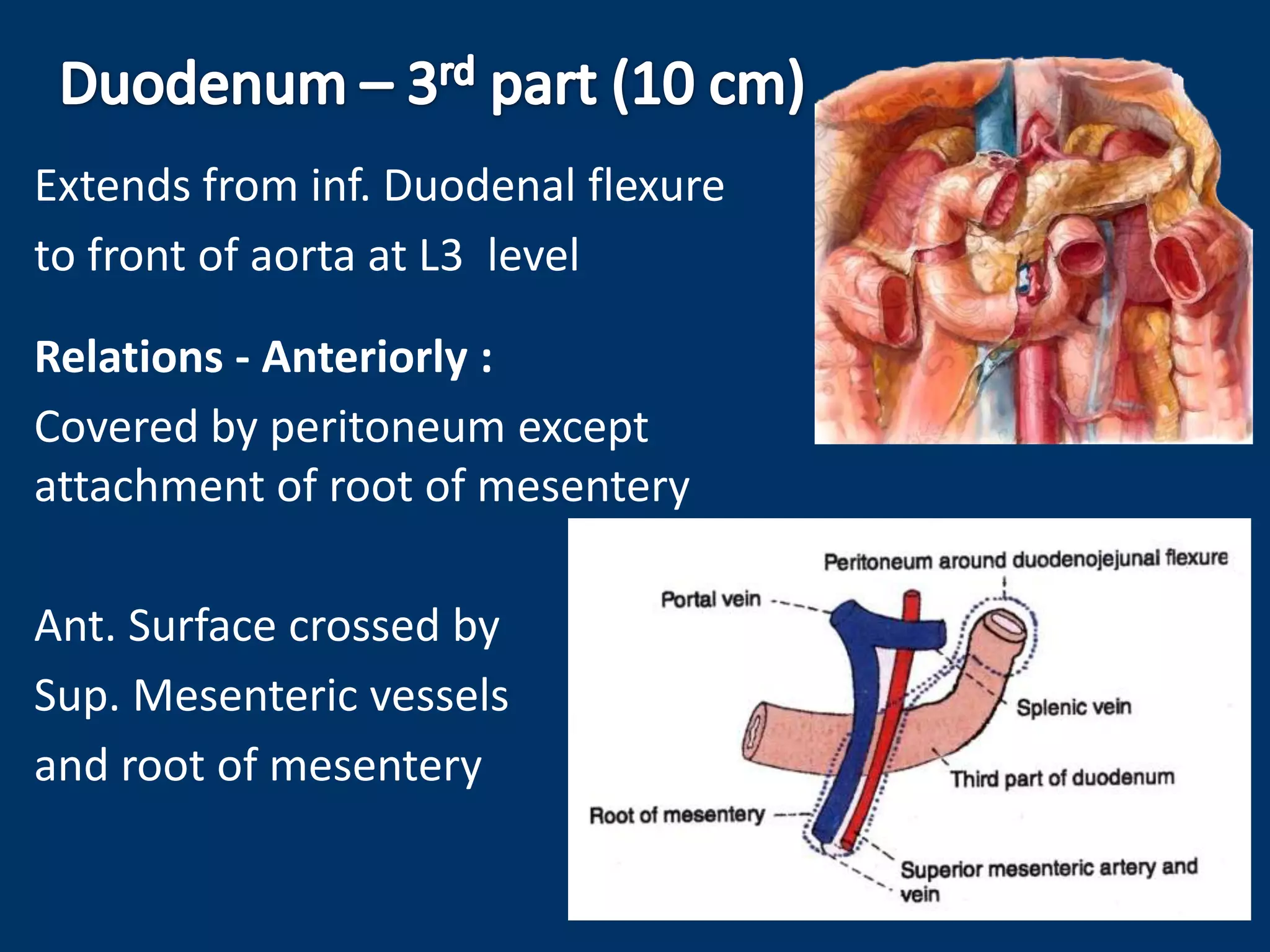 Extends from inf. Duodenal flexure
to front of aorta at L3 level
Relations - Anteriorly :
Covered by peritoneum except
attachment of root of mesentery
Ant. Surface crossed by
Sup. Mesenteric vessels
and root of mesentery
 