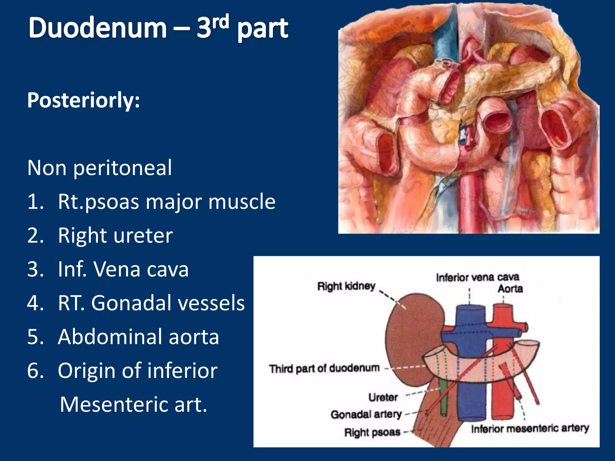 Posteriorly:
Non peritoneal
1. Rt.psoas major muscle
2. Right ureter
3. Inf. Vena cava
4. RT. Gonadal vessels
5. Abdominal aorta
6. Origin of inferior
Mesenteric art.
 