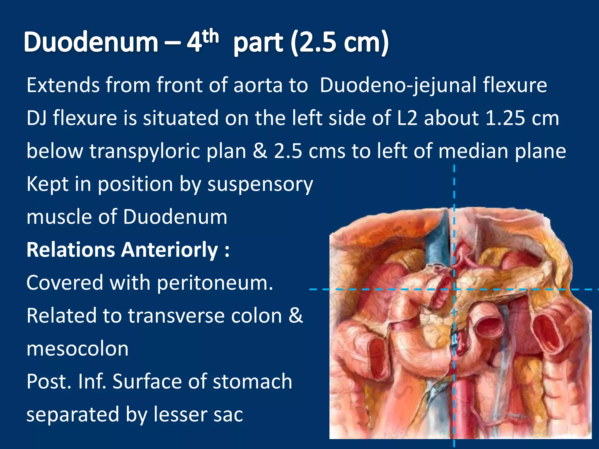 Extends from front of aorta to Duodeno-jejunal flexure
DJ flexure is situated on the left side of L2 about 1.25 cm
below transpyloric plan & 2.5 cms to left of median plane
Kept in position by suspensory
muscle of Duodenum
Relations Anteriorly :
Covered with peritoneum.
Related to transverse colon &
mesocolon
Post. Inf. Surface of stomach
separated by lesser sac
 