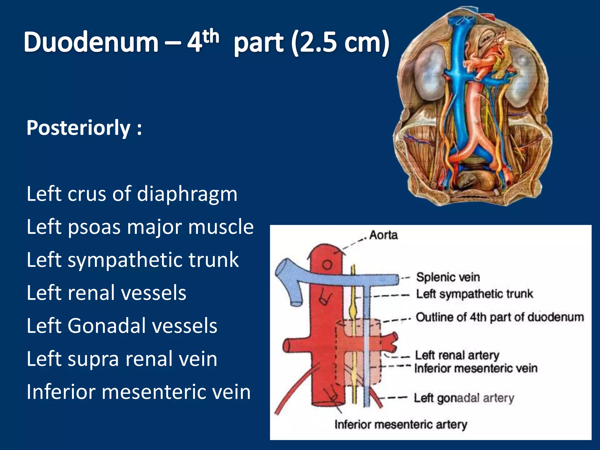 Posteriorly :
Left crus of diaphragm
Left psoas major muscle
Left sympathetic trunk
Left renal vessels
Left Gonadal vessels
Left supra renal vein
Inferior mesenteric vein
 