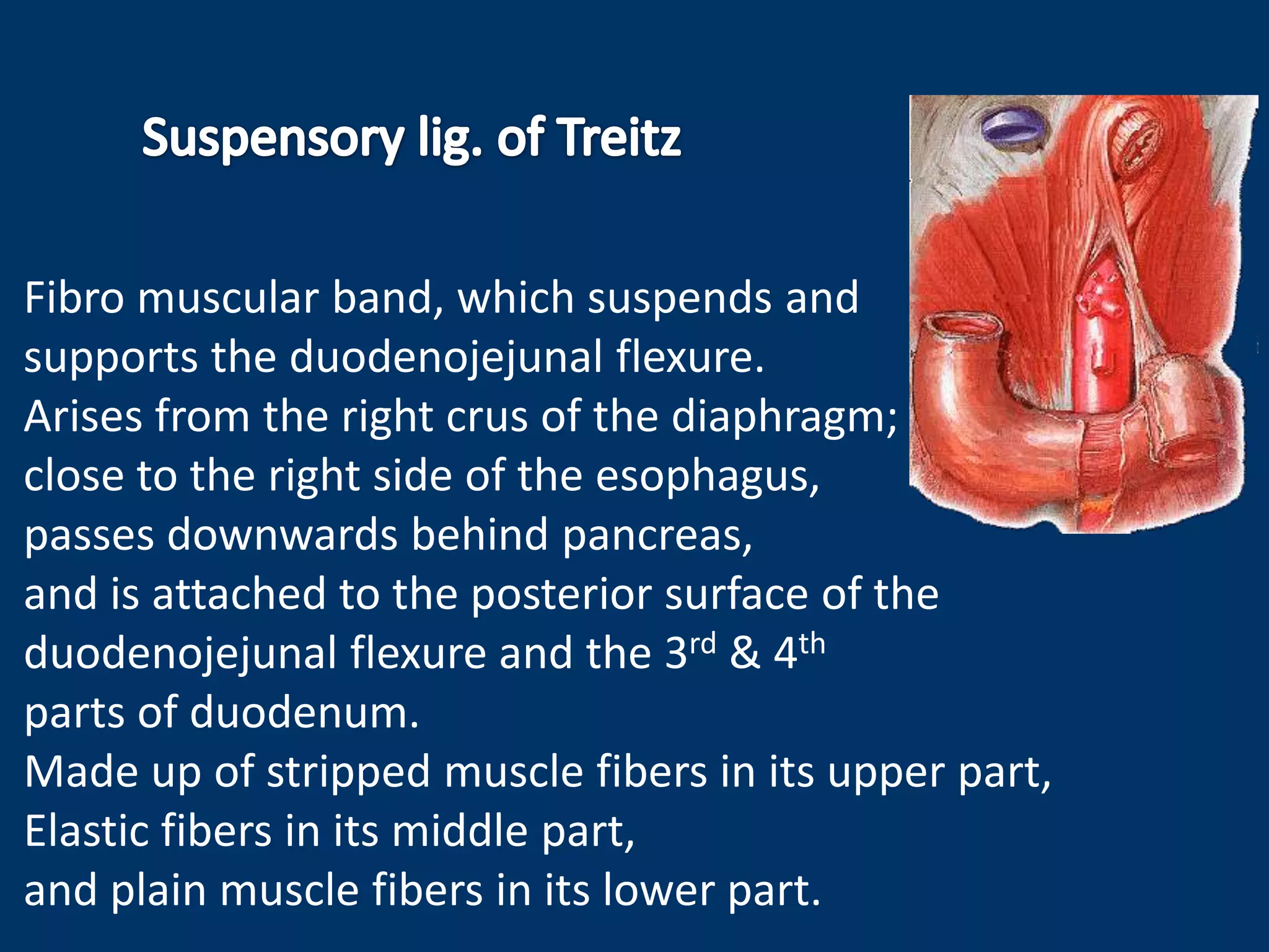 Fibro muscular band, which suspends and
supports the duodenojejunal flexure.
Arises from the right crus of the diaphragm;
close to the right side of the esophagus,
passes downwards behind pancreas,
and is attached to the posterior surface of the
duodenojejunal flexure and the 3rd & 4th
parts of duodenum.
Made up of stripped muscle fibers in its upper part,
Elastic fibers in its middle part,
and plain muscle fibers in its lower part.
 