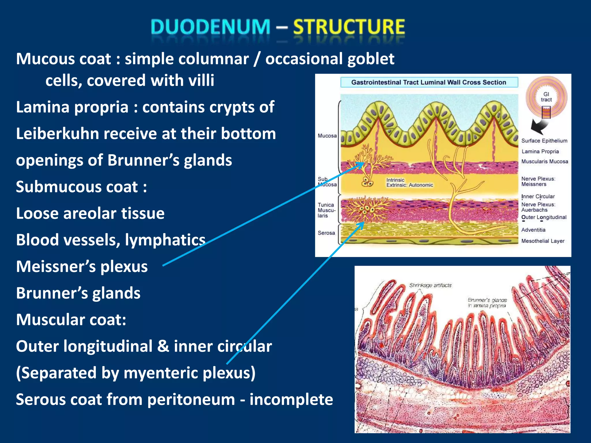 Mucous coat : simple columnar / occasional goblet
cells, covered with villi
Lamina propria : contains crypts of
Leiberkuhn receive at their bottom
openings of Brunner’s glands
Submucous coat :
Loose areolar tissue
Blood vessels, lymphatics
Meissner’s plexus
Brunner’s glands
Muscular coat:
Outer longitudinal & inner circular
(Separated by myenteric plexus)
Serous coat from peritoneum - incomplete
 