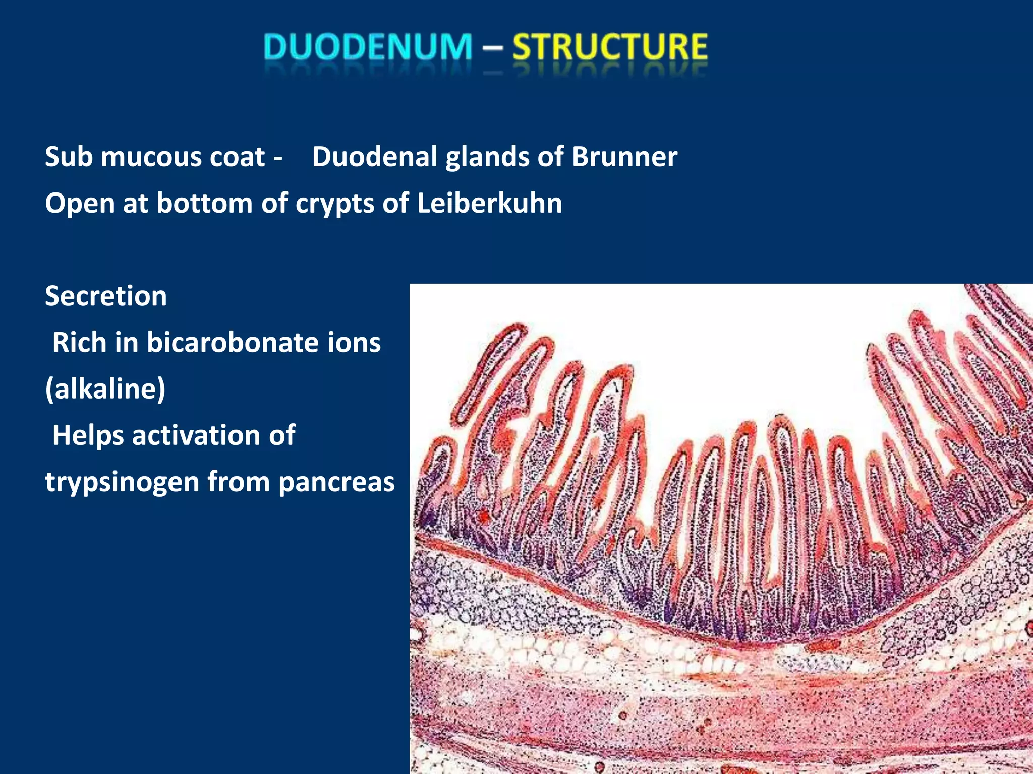 Sub mucous coat - Duodenal glands of Brunner
Open at bottom of crypts of Leiberkuhn
Secretion
Rich in bicarobonate ions
(alkaline)
Helps activation of
trypsinogen from pancreas
 