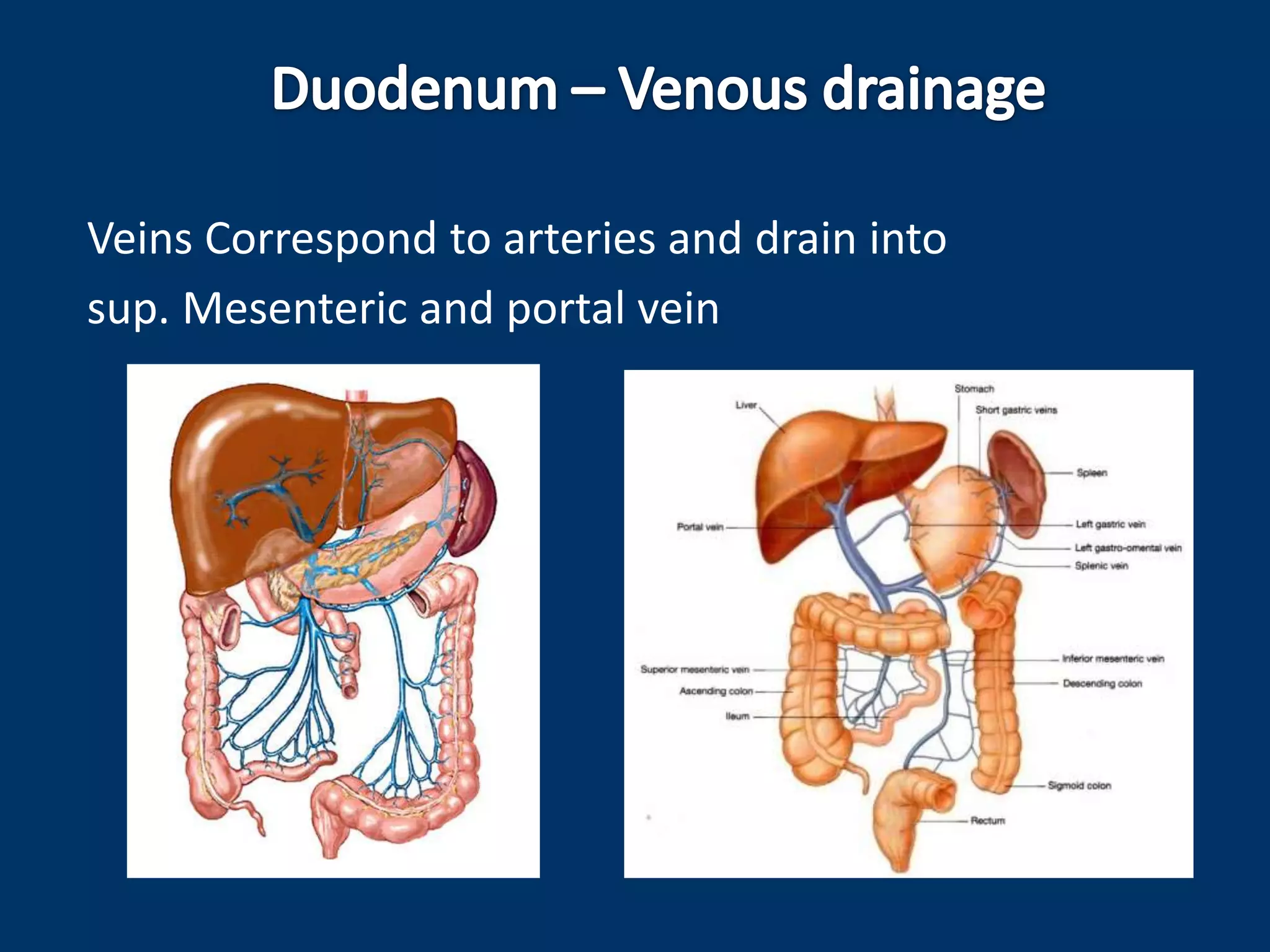 Veins Correspond to arteries and drain into
sup. Mesenteric and portal vein
 