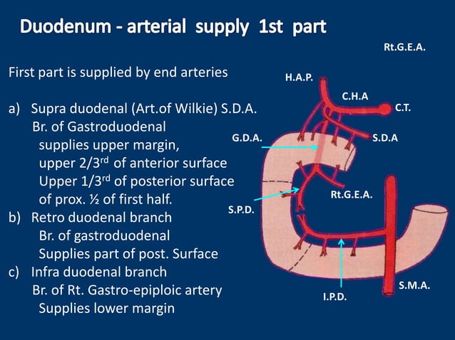 Anatomy of duodenum, duodenum structure, PPT of duodenum, power point ...