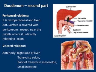 It is retroperitoneal and fixed.
Ant. Surface is covered with
peritoneum , except near the
middle where it is directly
related to colon.
Visceral relations:
Anteriorly: Right lobe of liver,
Transverse colon,
Root of transverse mesocolon,
Small intestine.
 