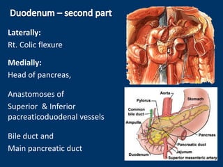 Laterally:
Rt. Colic flexure
Medially:
Head of pancreas,
Anastomoses of
Superior & Inferior
pacreaticoduodenal vessels
Bile duct and
Main pancreatic duct
 