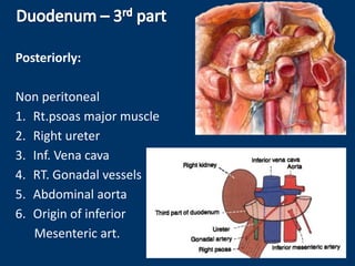 Posteriorly:
Non peritoneal
1. Rt.psoas major muscle
2. Right ureter
3. Inf. Vena cava
4. RT. Gonadal vessels
5. Abdominal aorta
6. Origin of inferior
Mesenteric art.
 