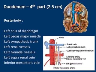 Posteriorly :
Left crus of diaphragm
Left psoas major muscle
Left sympathetic trunk
Left renal vessels
Left Gonadal vessels
Left supra renal vein
Inferior mesenteric vein
 
