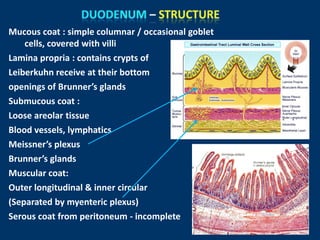 Mucous coat : simple columnar / occasional goblet
cells, covered with villi
Lamina propria : contains crypts of
Leiberkuhn receive at their bottom
openings of Brunner’s glands
Submucous coat :
Loose areolar tissue
Blood vessels, lymphatics
Meissner’s plexus
Brunner’s glands
Muscular coat:
Outer longitudinal & inner circular
(Separated by myenteric plexus)
Serous coat from peritoneum - incomplete
 