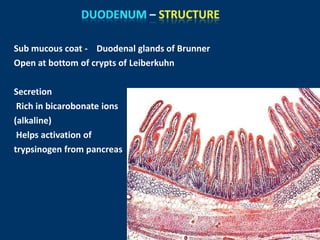 Sub mucous coat - Duodenal glands of Brunner
Open at bottom of crypts of Leiberkuhn
Secretion
Rich in bicarobonate ions
(alkaline)
Helps activation of
trypsinogen from pancreas
 