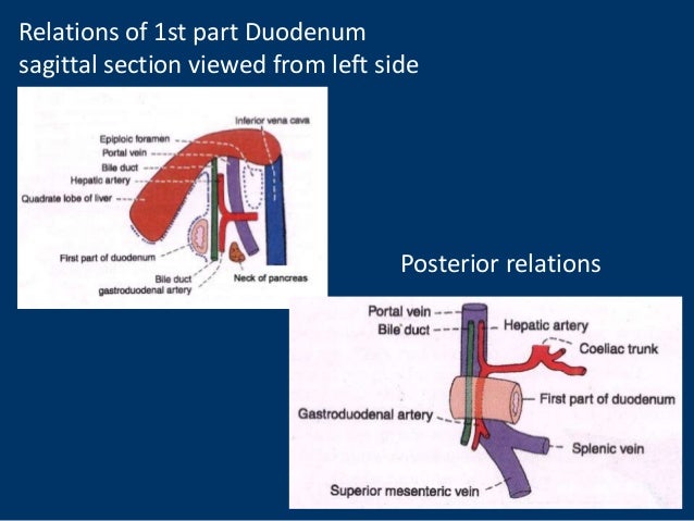Anatomy of duodenum, duodenum structure, PPT of duodenum, power point…
