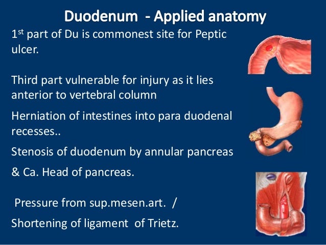 Anatomy Of Duodenum
