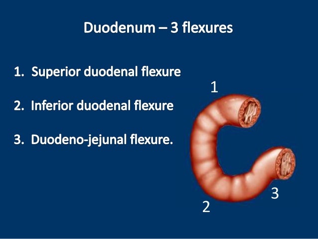 Anatomy of duodenum, duodenum structure, PPT of duodenum, power point…