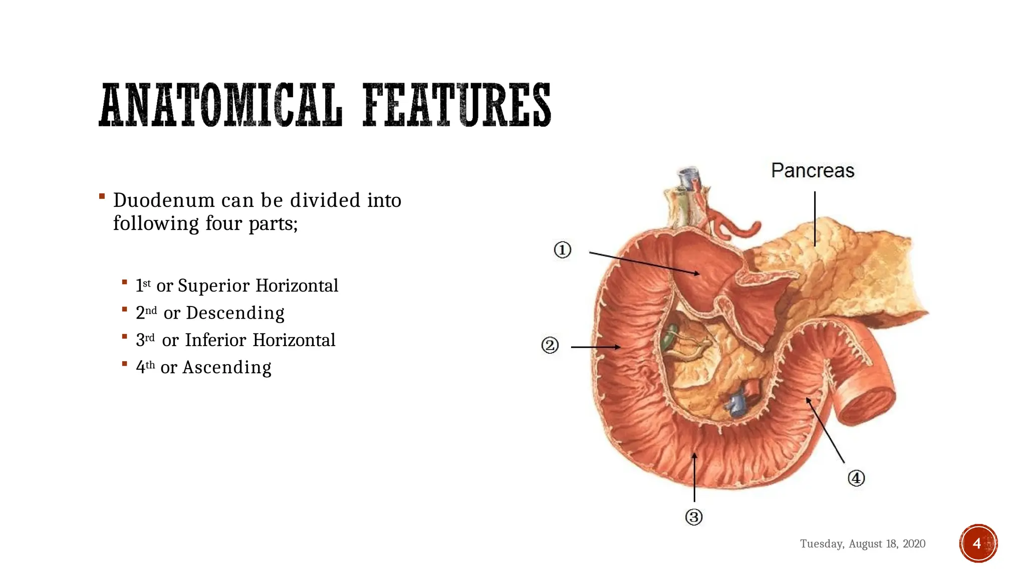 THE Anatomy of Duodenum and Pancreas.pptx