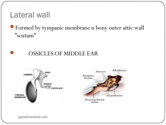 Anatomy of ear
