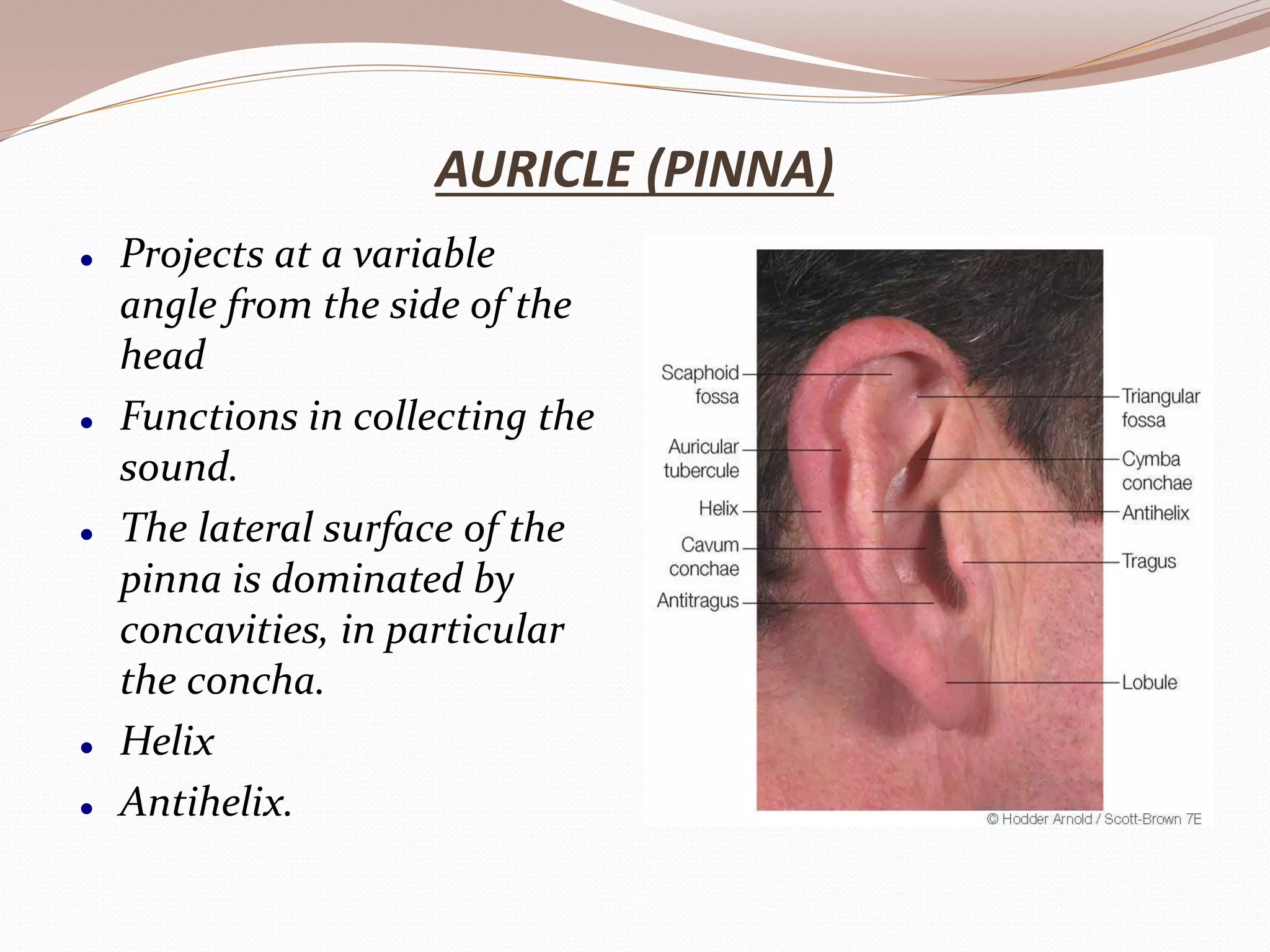 Anatomy of ear | PPTX