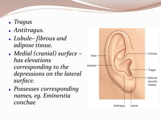 Anatomy of ear
