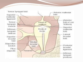 Anatomy of ear