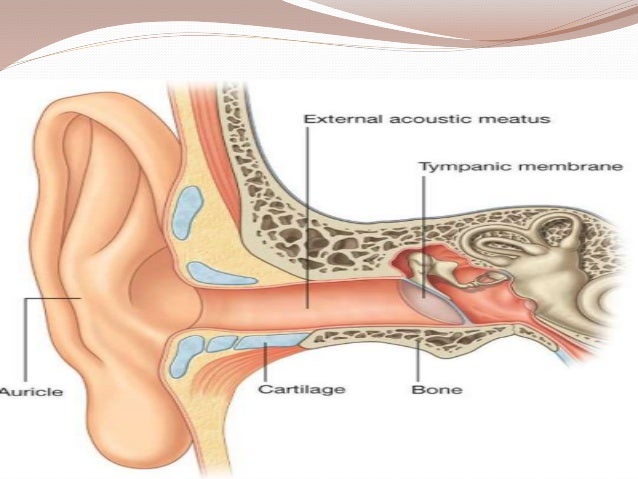 anatomy of ear