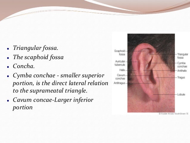 Anatomy of ear