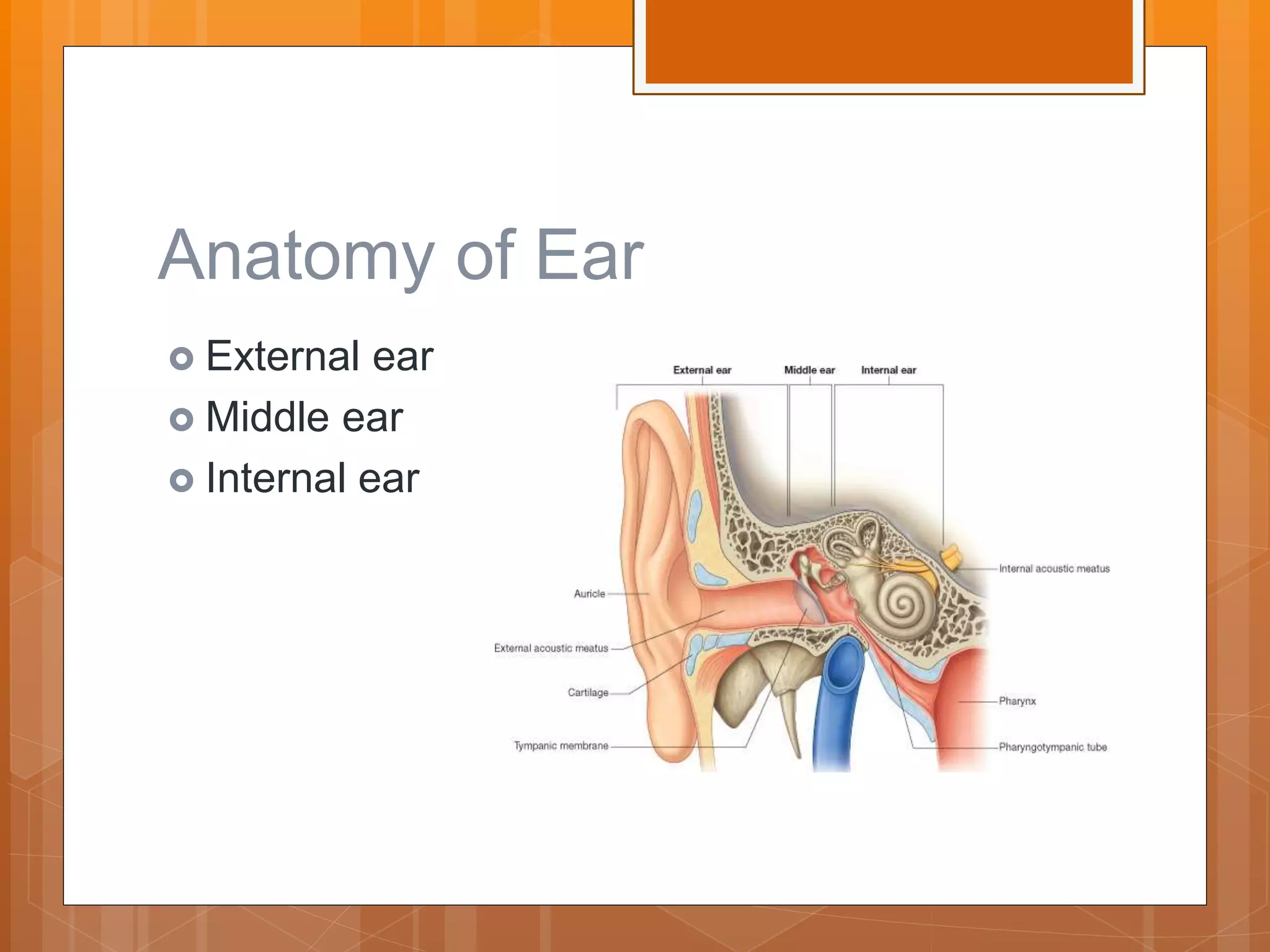 Anatomy Of The Ear Ppt 0914 Anatomy Of Cochlea Of Human Ear Medical