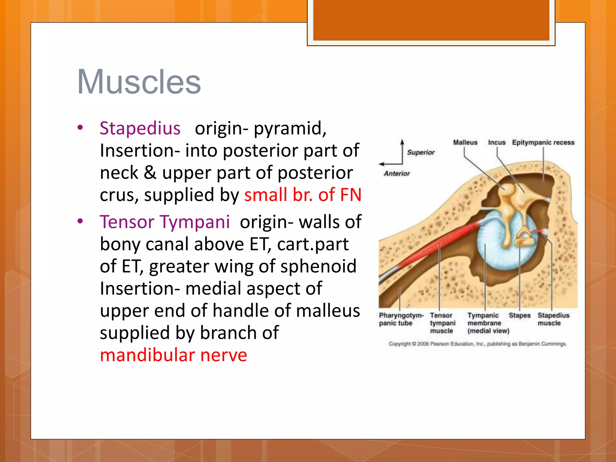 Anatomy of ear | PPTX
