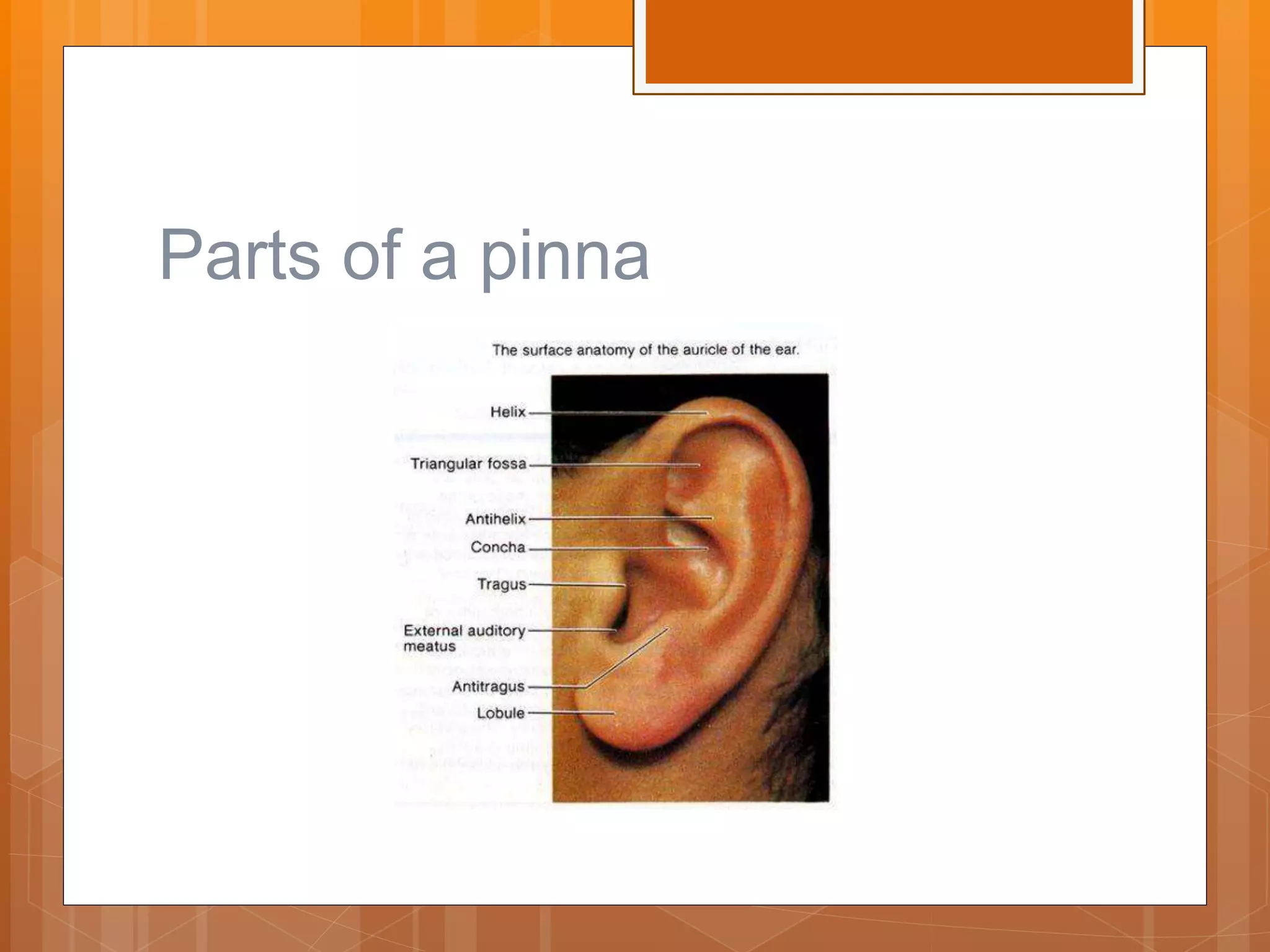 Anatomy of ear | PPTX