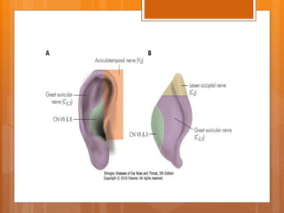 Rotated Ear Anatomy of ear | PPTX