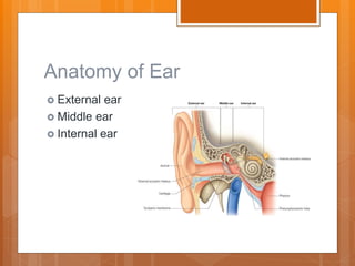 Ppt External Anatomy Of The Ear Powerpoint Presentation Free PPT ENT