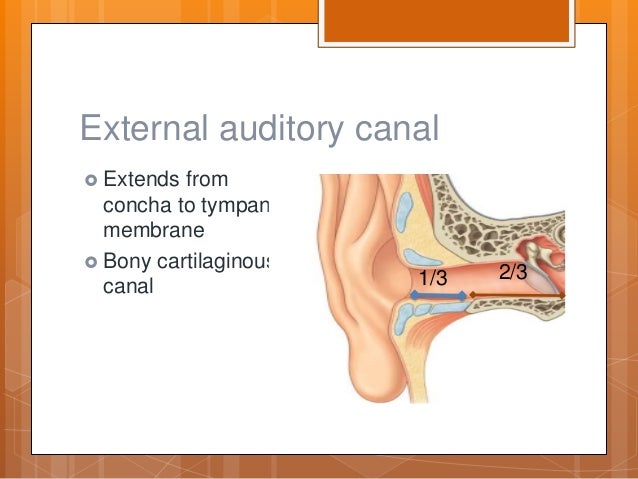 Anatomy of ear