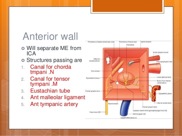 Anatomy of ear