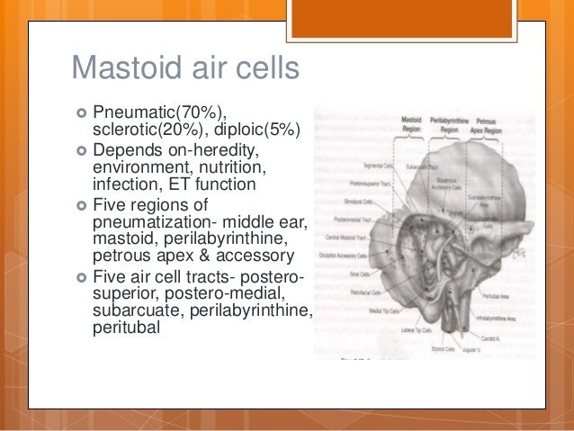 Anatomy of ear
